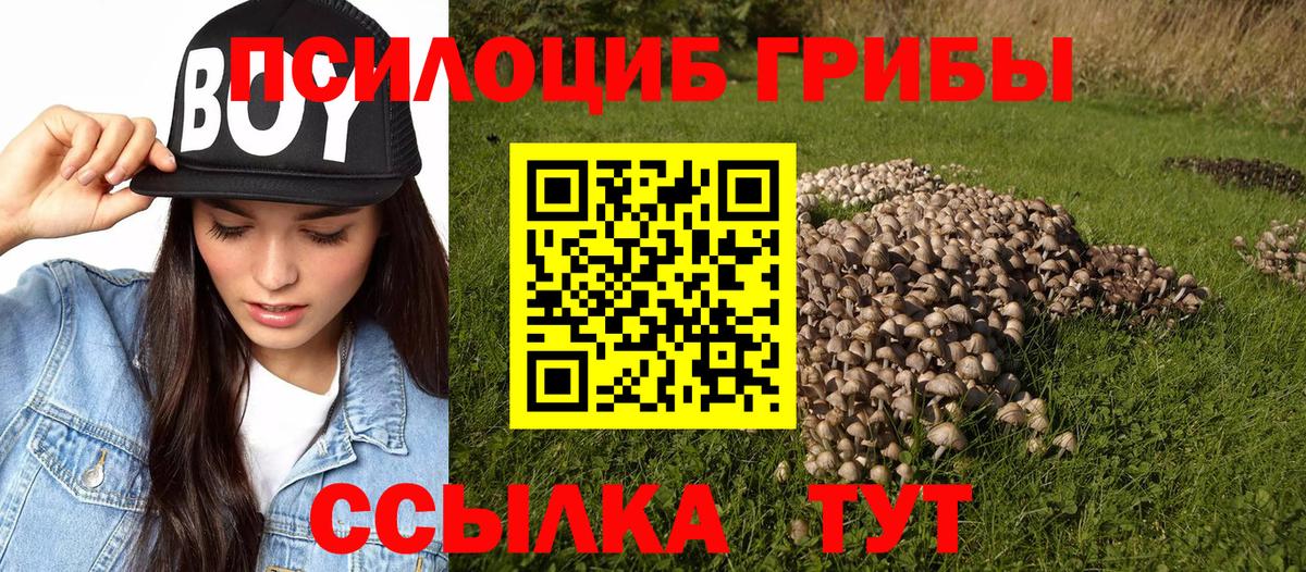 Псилоцибиновые грибы Psilocybine cubensis Клинцы